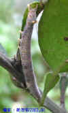 DSCN020.JPG (59542 個位元組)