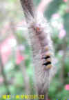 DSCN0384.JPG (55848 個位元組)