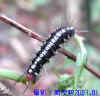DSCN0387.JPG (50214 個位元組)
