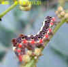 DSCN0919.JPG (53017 個位元組)