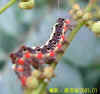 DSCN0920.JPG (63241 個位元組)