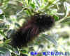 DSCN0975.JPG (57654 個位元組)