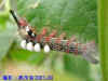 DSCN1416.JPG (59480 個位元組)