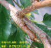 DSCN1981.JPG (65879 個位元組)