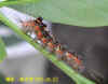 DSCN2080.JPG (59464 個位元組)