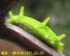 DSCN2199.JPG (54890 個位元組)