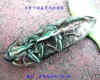 DSCN2262.JPG (86104 個位元組)