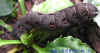 DSCN2358.JPG (75690 個位元組)