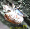 DSCN2369.JPG (68760 個位元組)