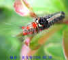 DSCN2747.JPG (55986 個位元組)