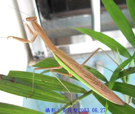 螳螂