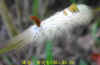 DSCN2890.JPG (57115 個位元組)