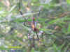 DSCN3131.JPG (101288 個位元組)