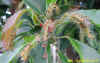 DSCN3325.JPG (114116 個位元組)
