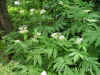 DSCN00031.jpg (96722 個位元組)