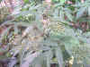 DSCN00033.jpg (78739 個位元組)