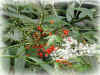 DSCN00034.jpg (117752 個位元組)