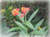 DSCN00054.JPG (125599 個位元組)