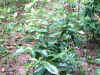DSCN00060.JPG (116776 個位元組)