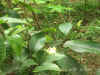 DSCN00061.JPG (73293 個位元組)