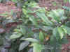 DSCN00062.JPG (75306 個位元組)