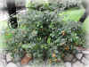 DSCN00083.JPG (139959 個位元組)