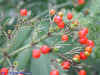 DSCN2994.JPG (97787 個位元組)