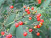 DSCN2995.JPG (98286 個位元組)