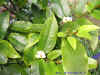 DSCN3011.JPG (105418 個位元組)