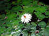 DSCN3403.JPG (116235 個位元組)