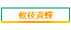 軟枝黃蟬